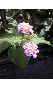 How to mod Flower Pedometer 5.5 apk for pc