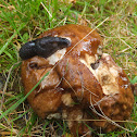 European black slug
