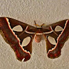 Silk moth