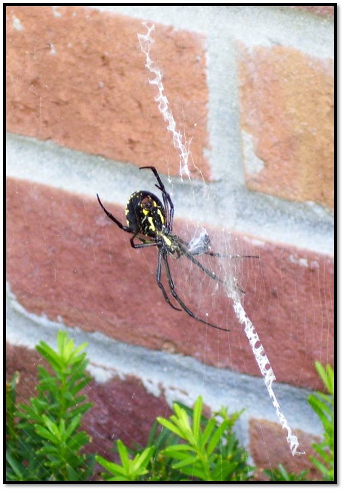 The Black and Yellow Argiope