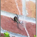 The Black and Yellow Argiope