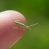Rice Leaf Bug
