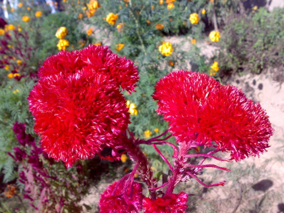 Red Flower (Unknown)
