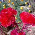 Red Flower (Unknown)