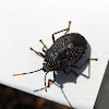 Yellow-spotted Gum Tree Shield Bug