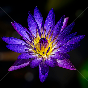 by Mark Anthony Bansag - Flowers Single Flower
