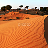 Dune Crest and Ghaf Grove by Tamsin Carlisle -  