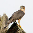 Cooper's Hawk (Adult)