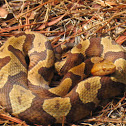 Copperhead Snake
