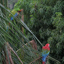 Great Green & Red-and green Macaws