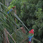 Great Green & Red-and green Macaws