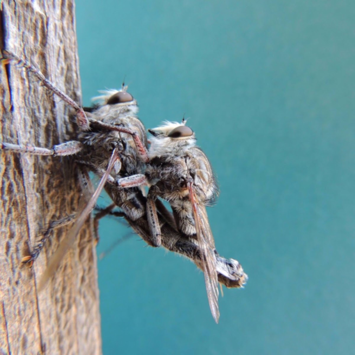 Robber flies