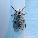 Great Leopard Moth, Eyed Tiger Moth