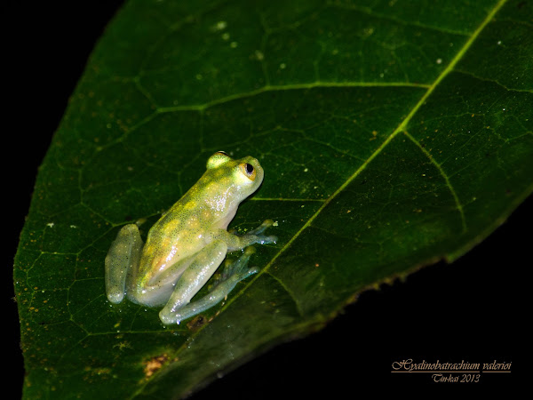 Reticulated Glass Frog | Project Noah
