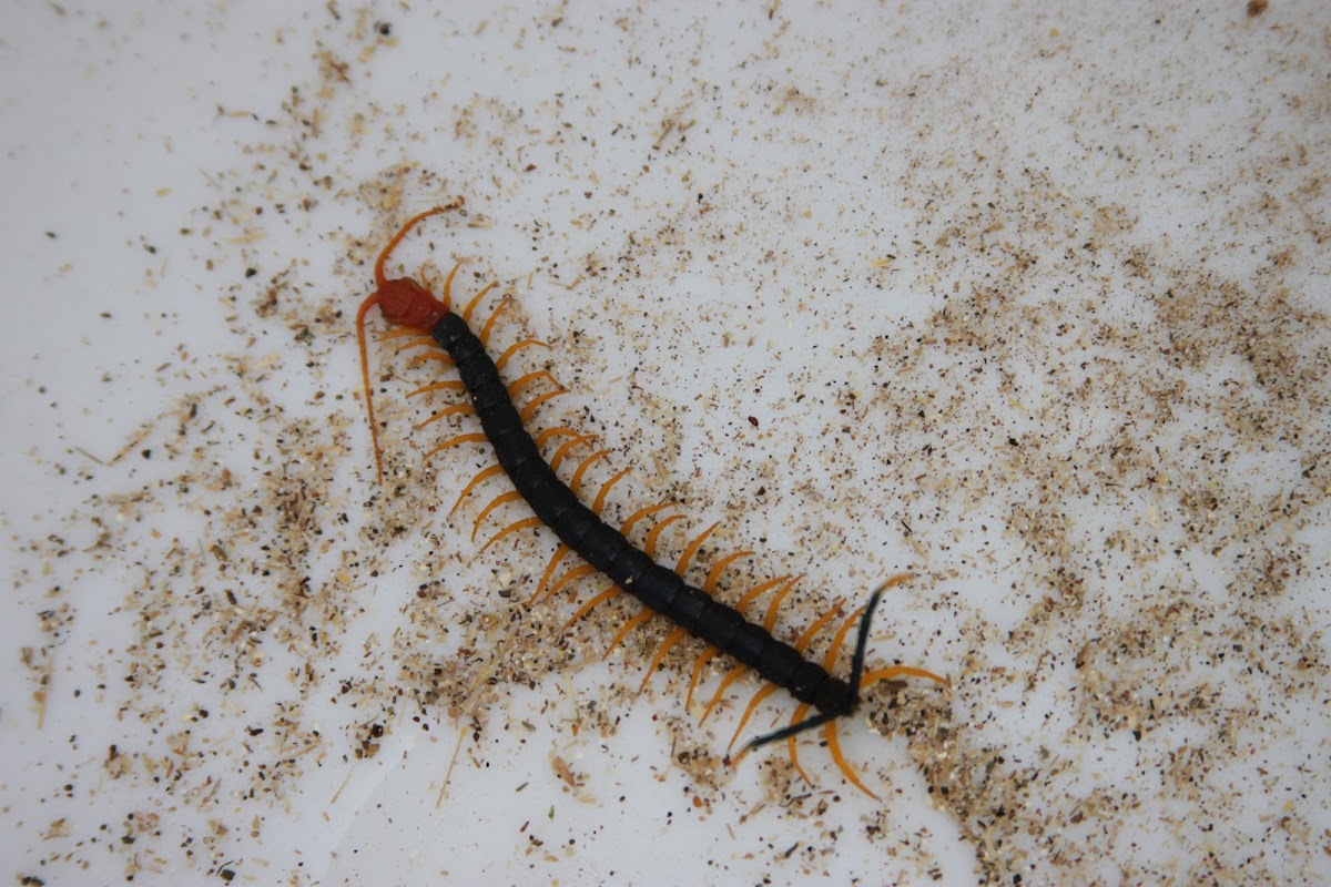 Texas giant centipede