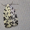 The hebrew moth
