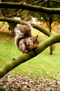 Lastest Auric Effects APK