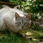 Wild cat hybrid/feral cat