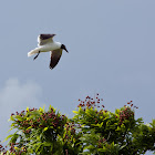 Laughing Gull