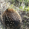 Short-Beaked Echidna