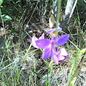 Grass pink orchid