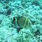 Whitespotted Surgeonfish (api)