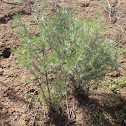 California Sagebrush