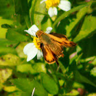 Fiery Skipper