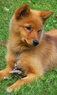 Free Finnish Spitz Wallpapers APK for Android