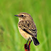 African Stonechat female