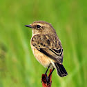 African Stonechat female