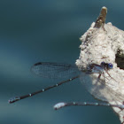 Dusky Dancer