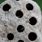 Mud Dauber nest