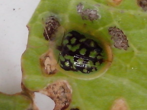 [G] Tortoise beetle