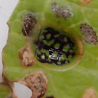 [G] Tortoise beetle