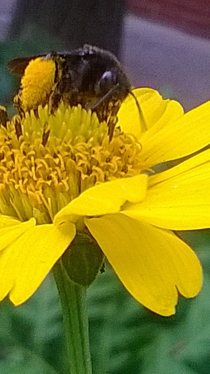 All-black bumblebee