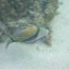 Reef Triggerfishes