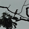 Indian Grey Hornbill