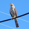 Cooper's Hawk (juvenile)