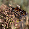 Wanderer (Monarch Butterfly)