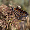 Wanderer (Monarch Butterfly)
