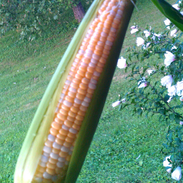 Peaches and Cream Project Noah