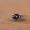 peppered jumping spider
