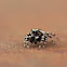 peppered jumping spider