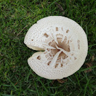 False parasol mushroom