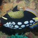 Clown Triggerfish