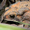 Southeast Asian Toad, Asian Common Toad, Spectacled Toad