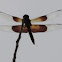 Widow Skimmer    male