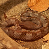 Rainforest Hog-nosed Viper