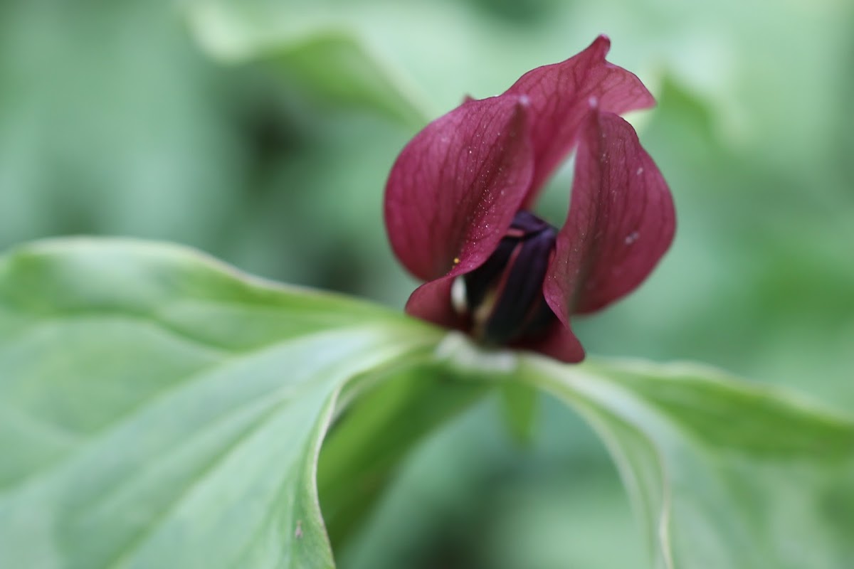 Bloody butcher or Prairie trillium